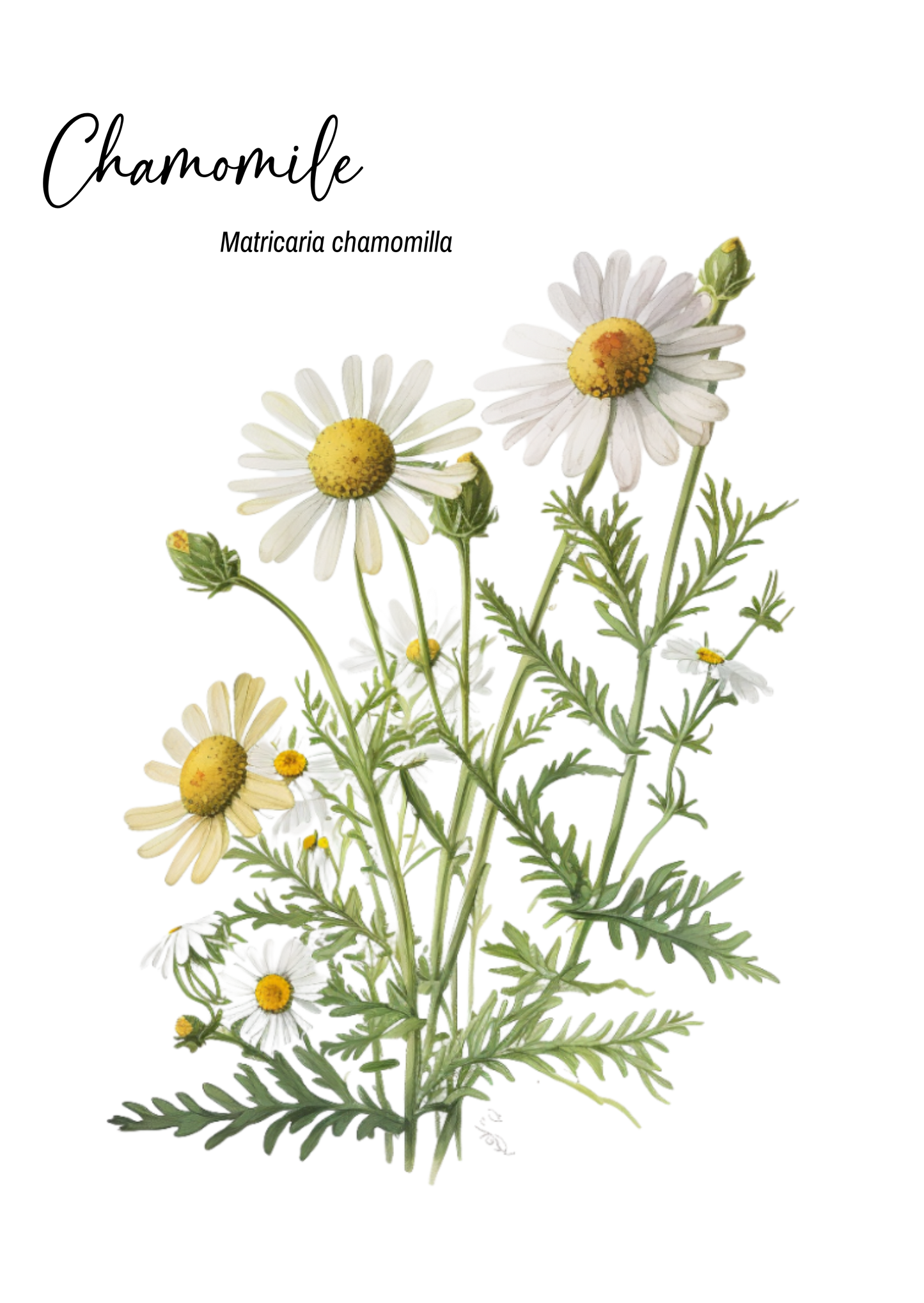 Unearthing Herb Cards with Companion Book