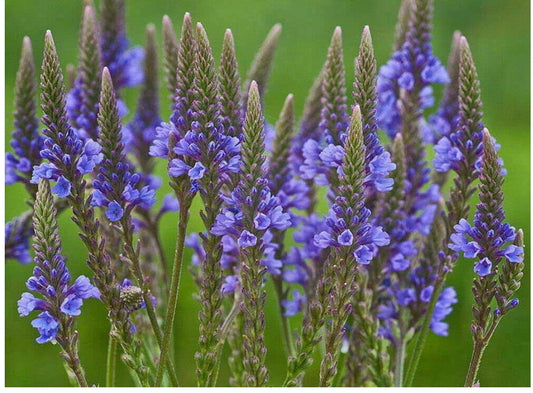 Blue Vervain Tincture