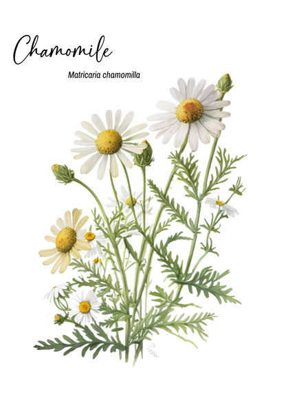Unearthing Herb Cards with Companion Book