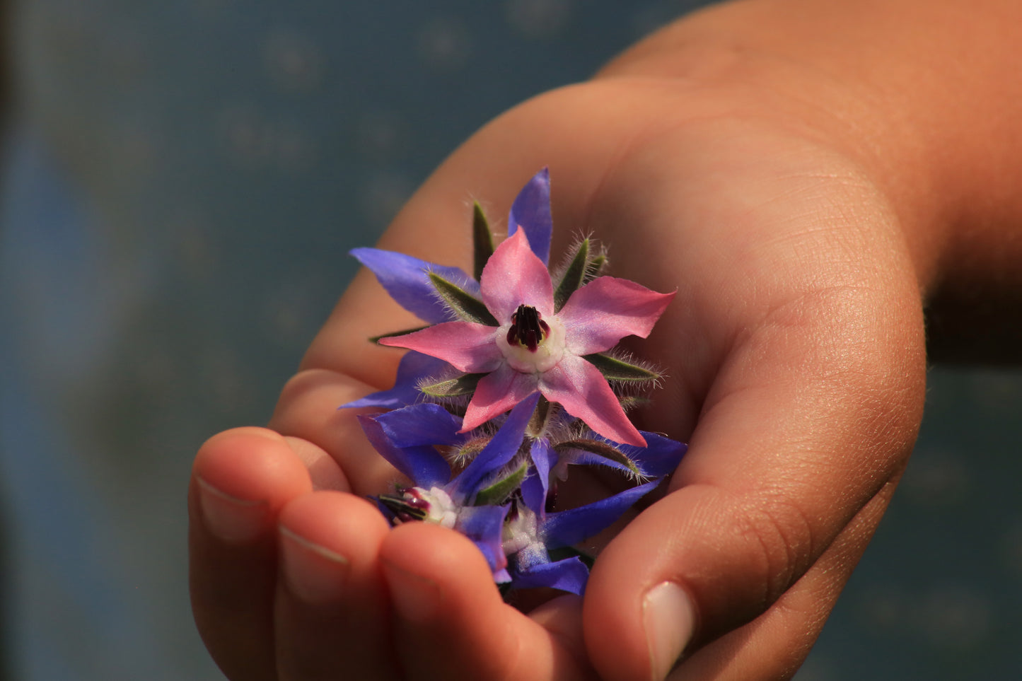 9/13/26 - Foraging Walk | At Urban Fresh Farm