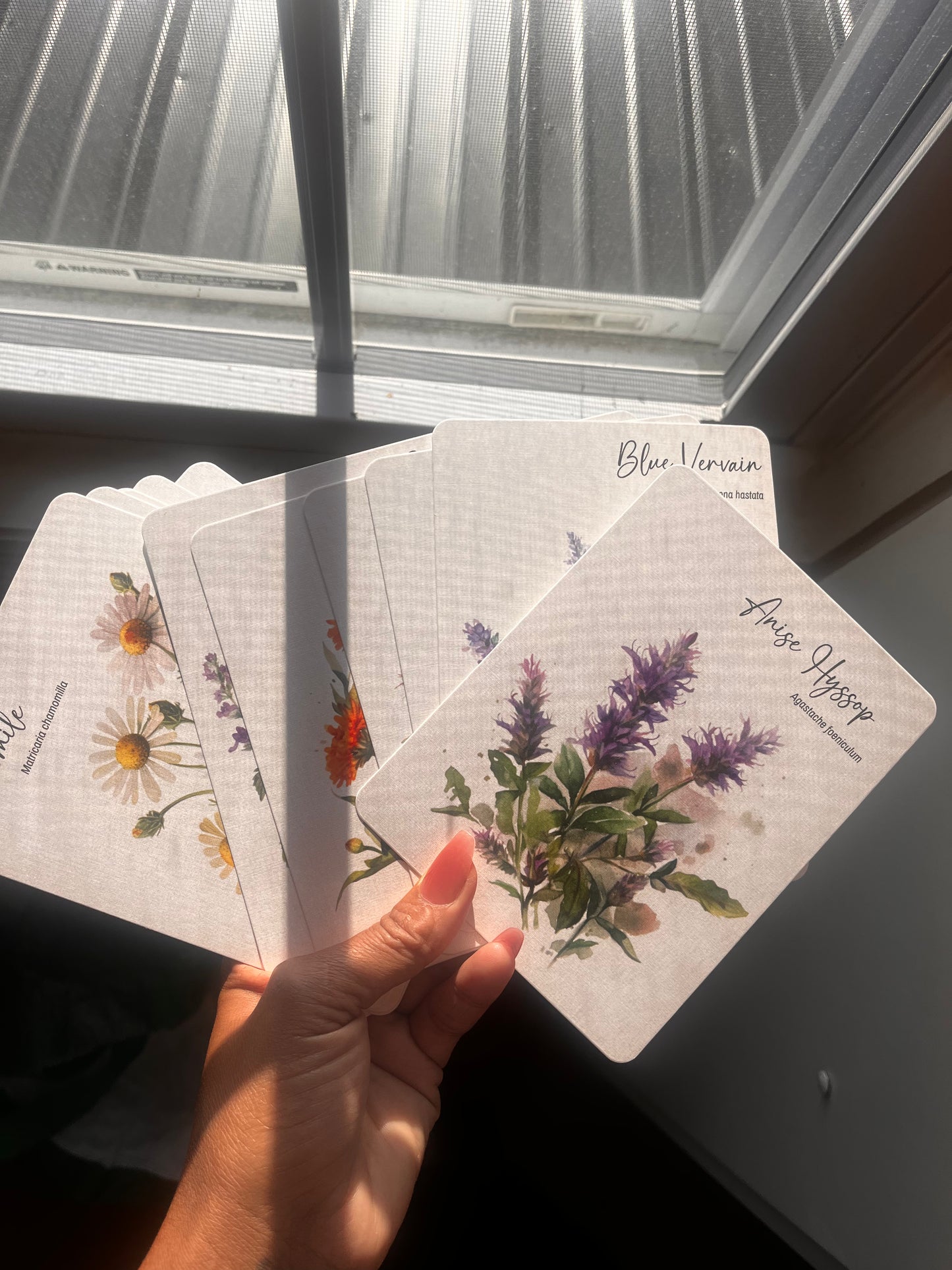 Unearthing Herb Cards with Companion Book