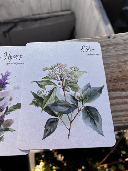 Unearthing Herb Cards with Companion Book